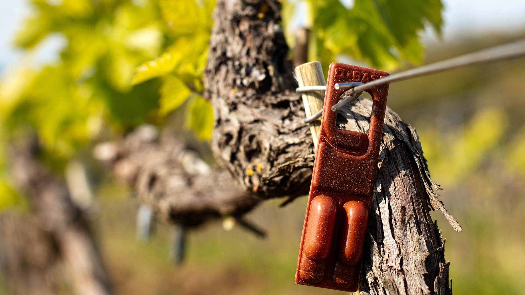 Biodynamic agriculture and organic oenology.