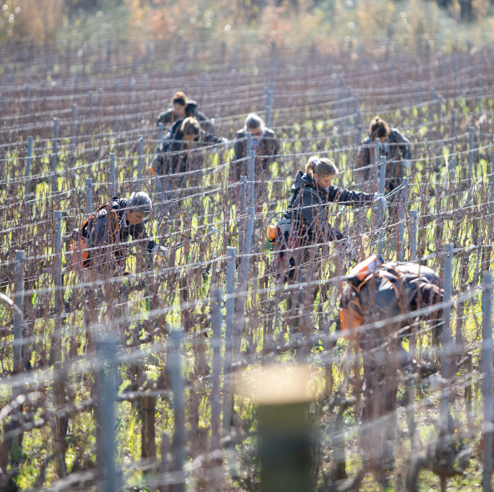 Winter Is the Season of Care Pruning at Caiarossa: a gesture of knowledge, respect and future